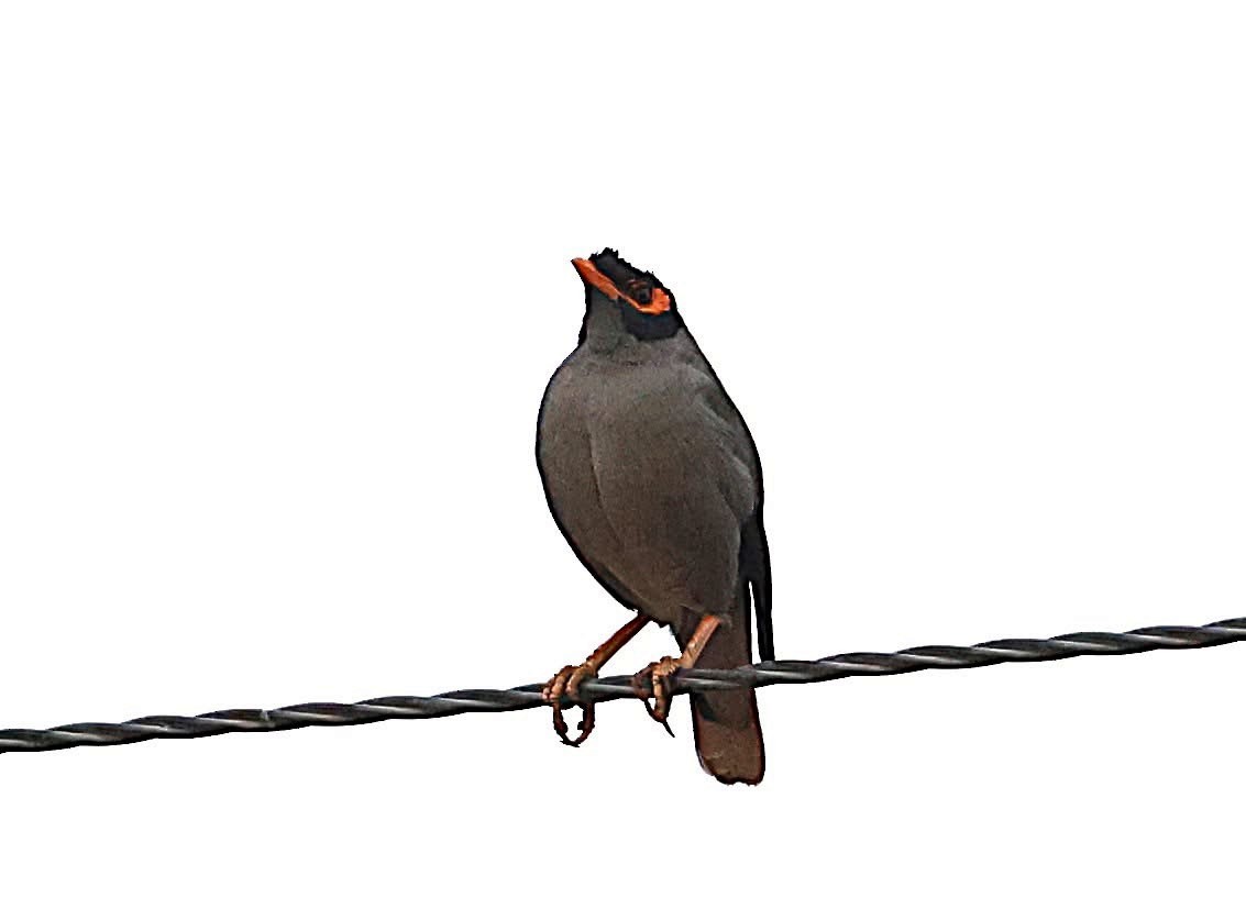 Bank Myna - ML647014737