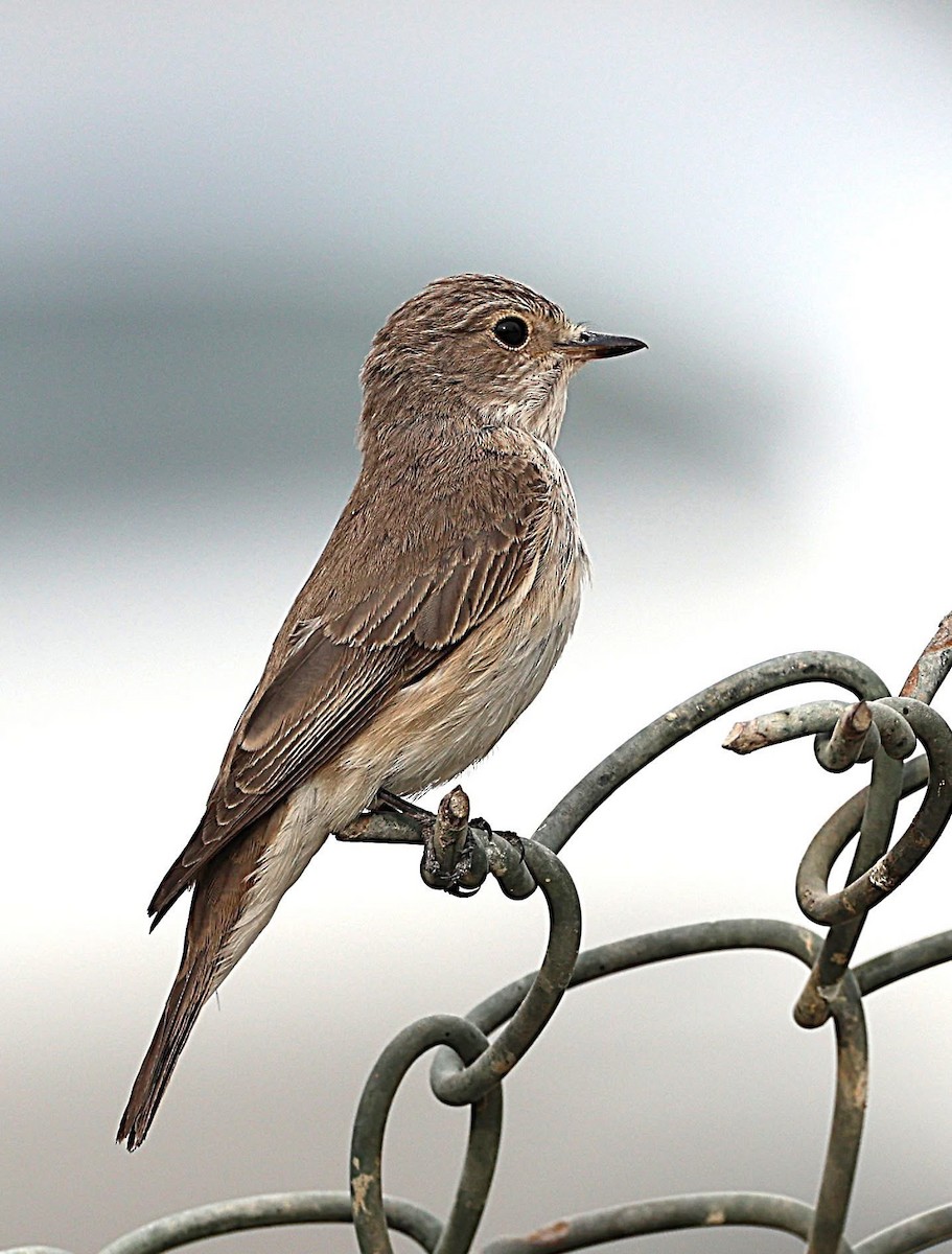 Spotted Flycatcher - ML647014744