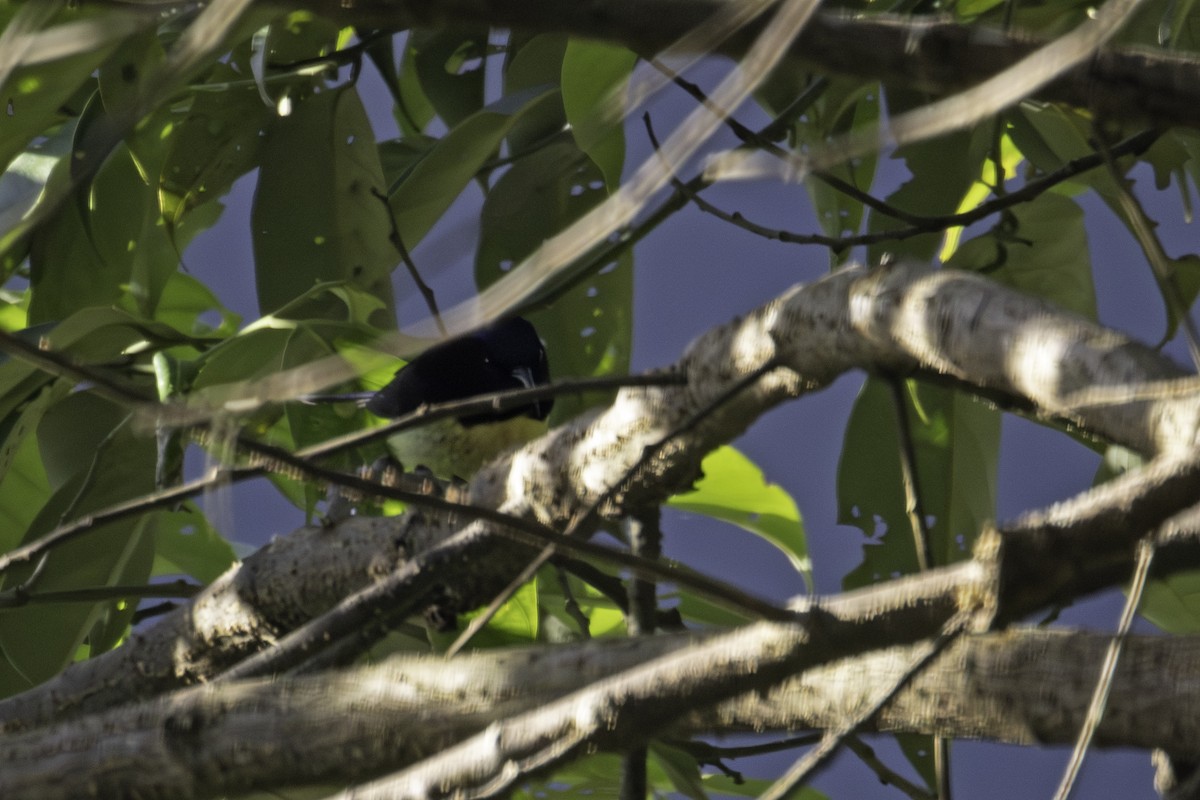 Black-throated Sunbird - ML647014745