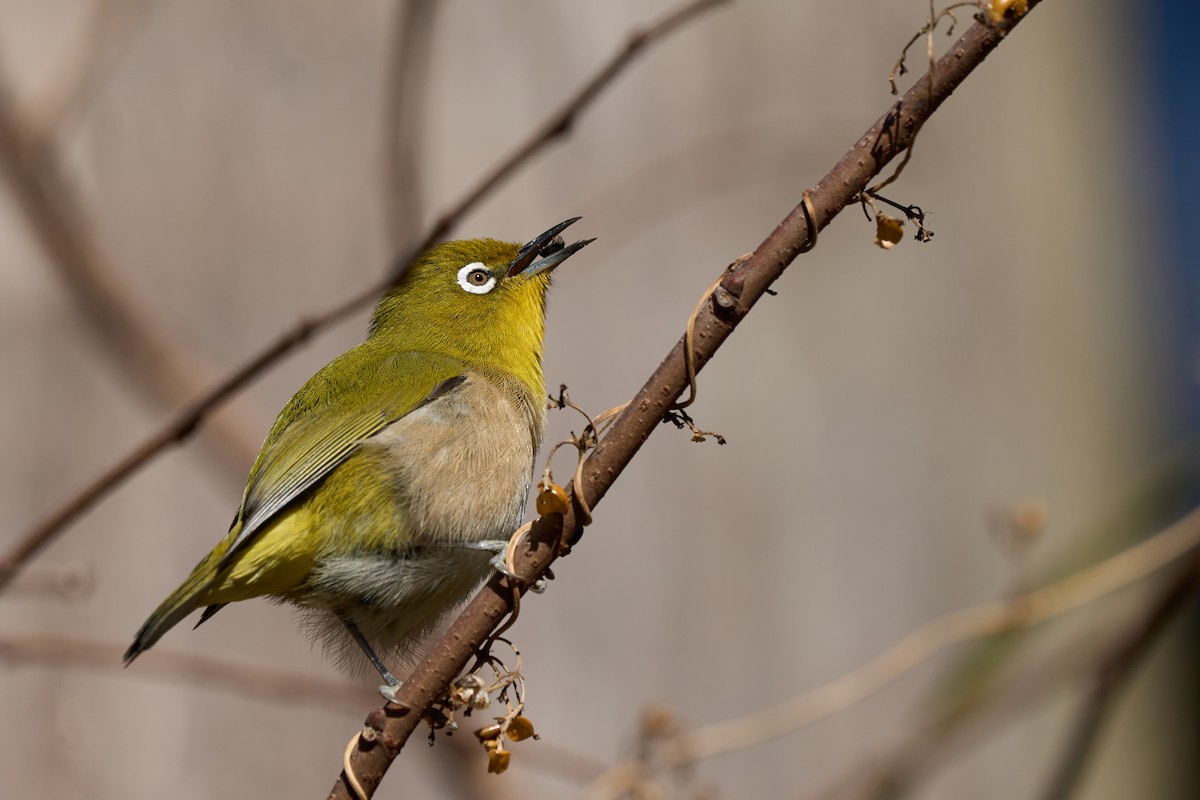 Warbling White-eye - ML647014756