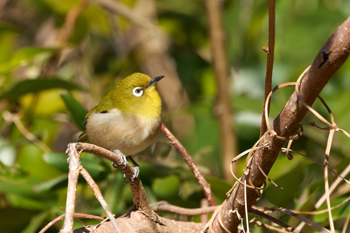 Warbling White-eye - ML647014757