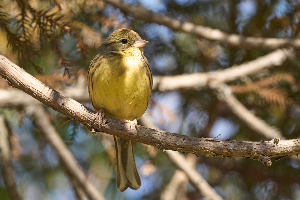 Masked Bunting - ML647014774