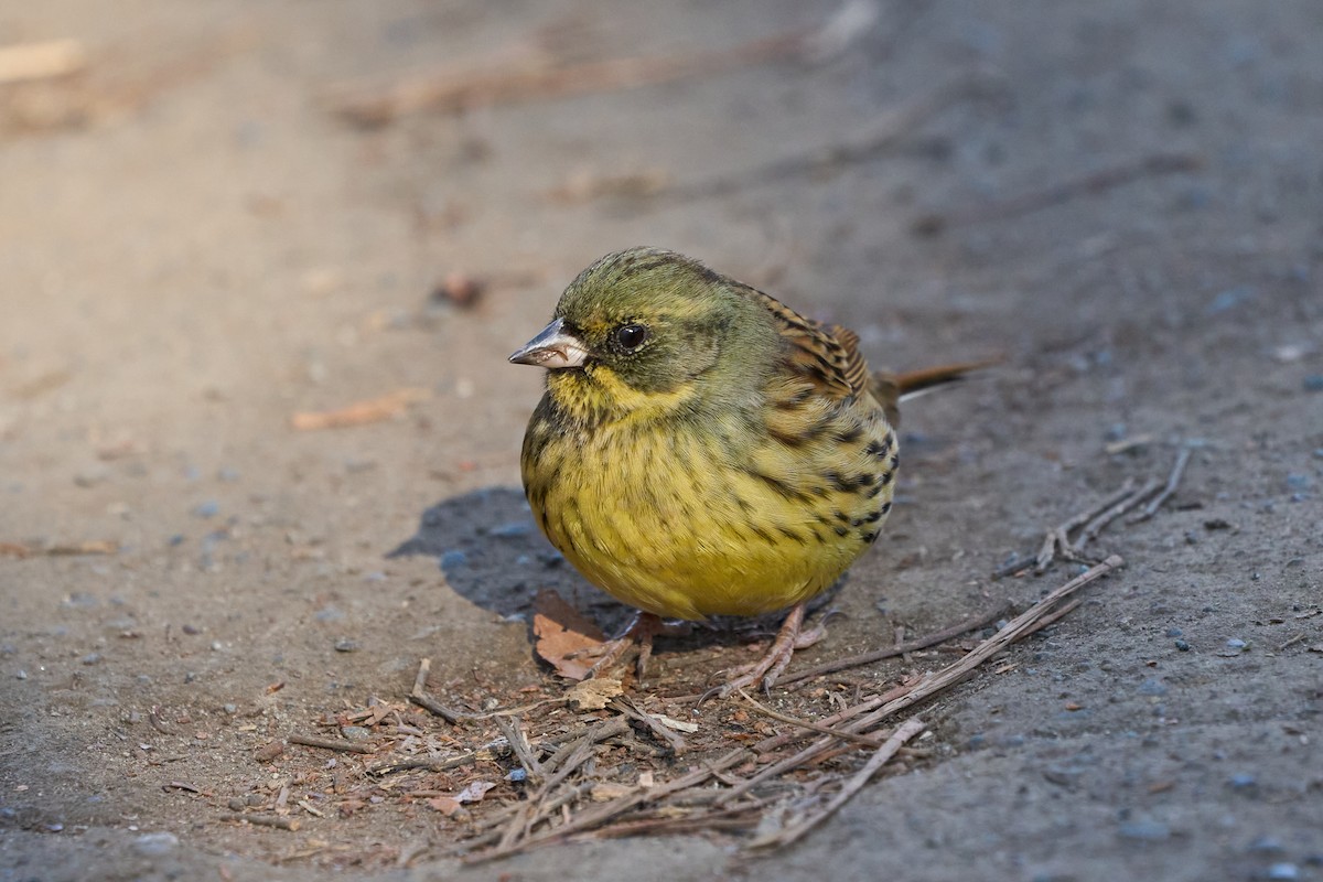 Masked Bunting - ML647014775