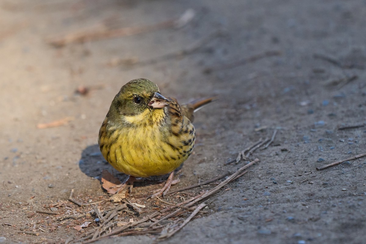 Masked Bunting - ML647014776