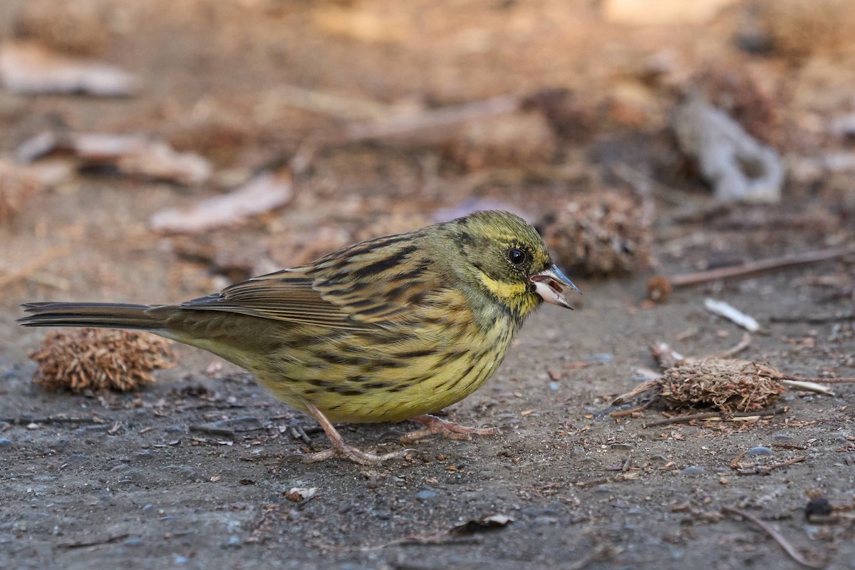 Masked Bunting - ML647014777