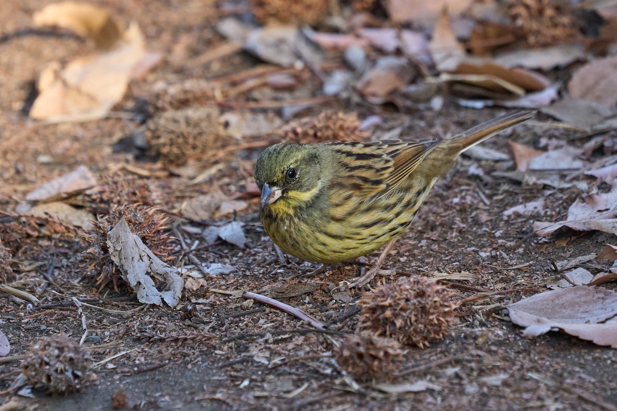 Masked Bunting - ML647014778