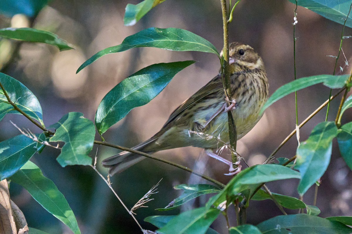 Masked Bunting - ML647014779