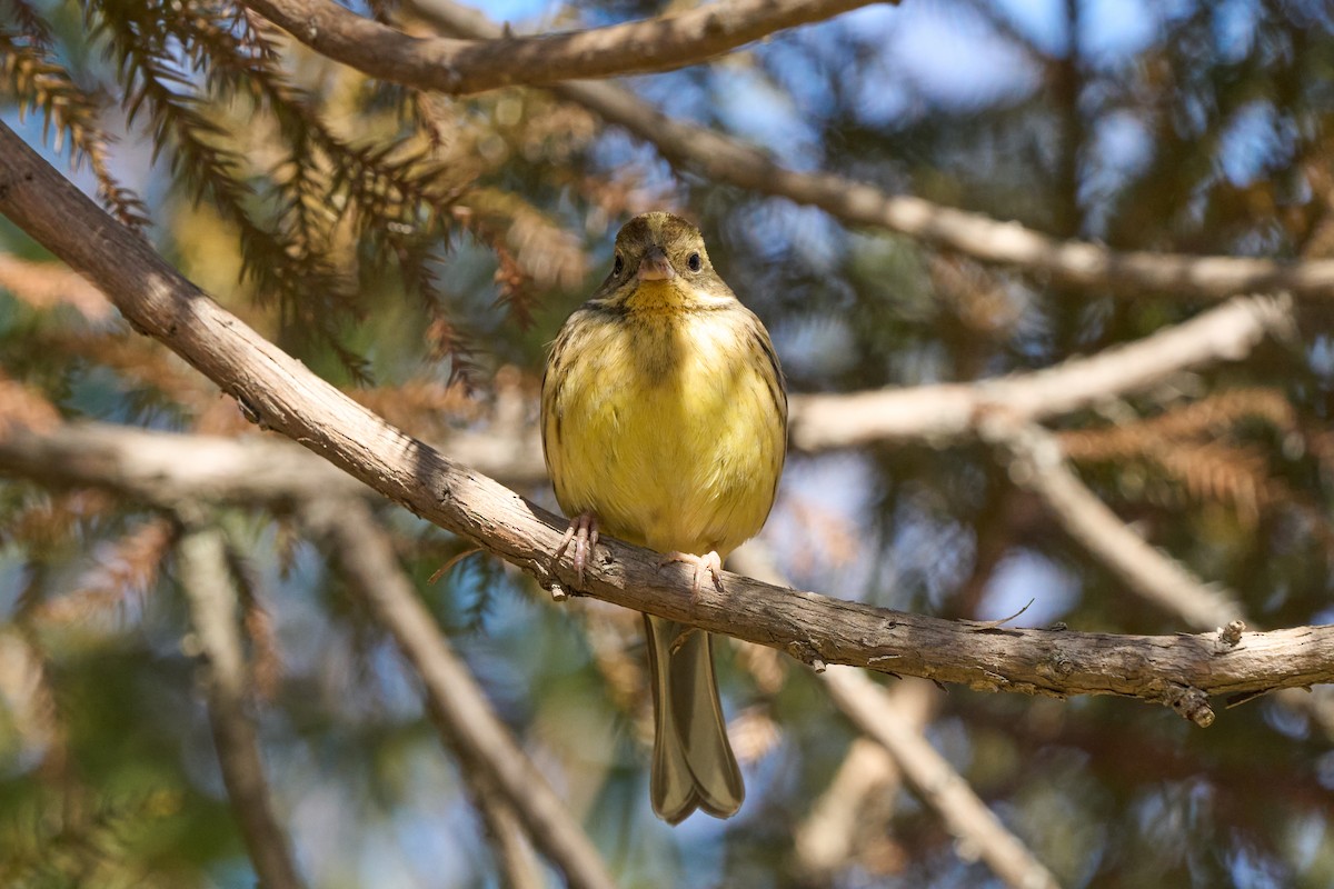 Masked Bunting - ML647014780