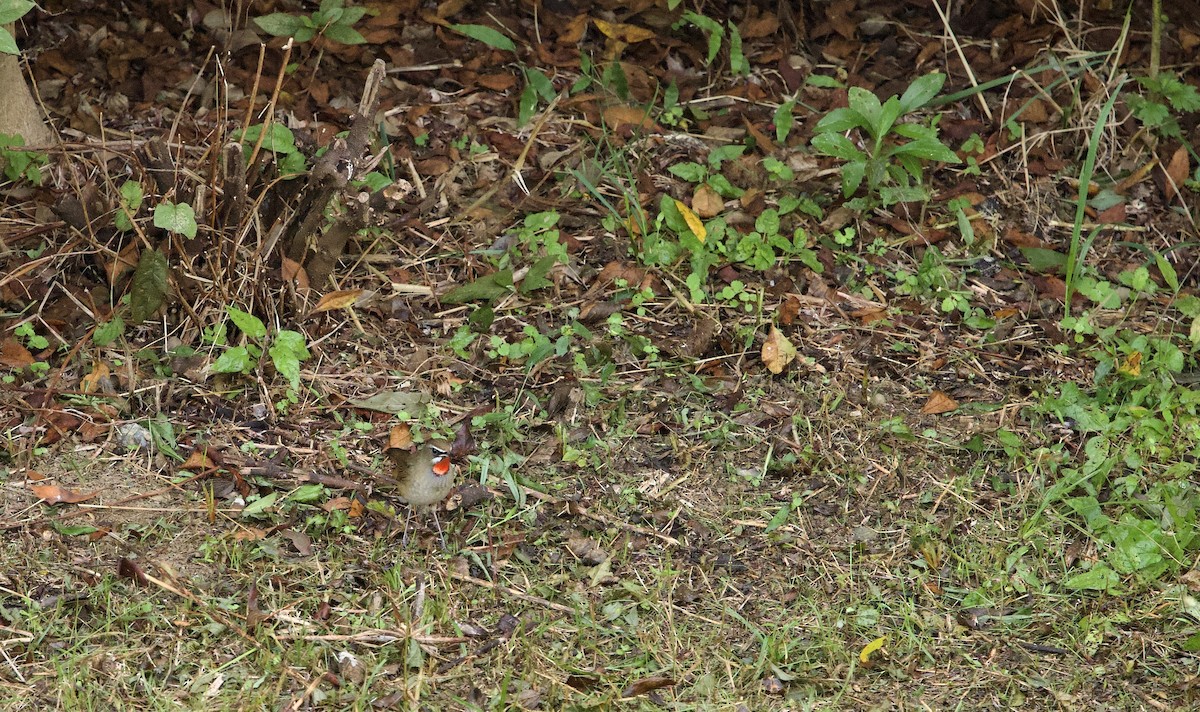 野鴝 - ML647014786