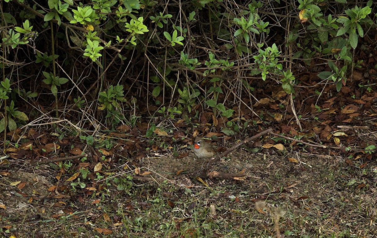 野鴝 - ML647014787