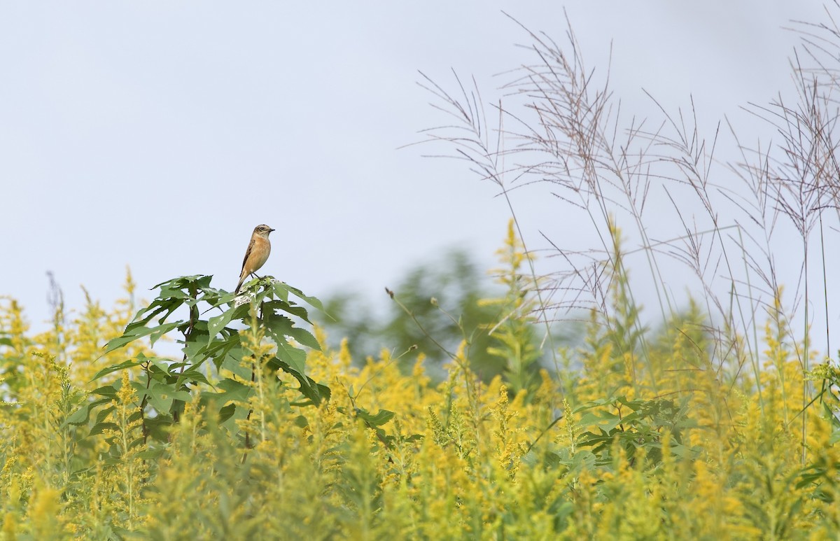 黑喉鴝 - ML647014798