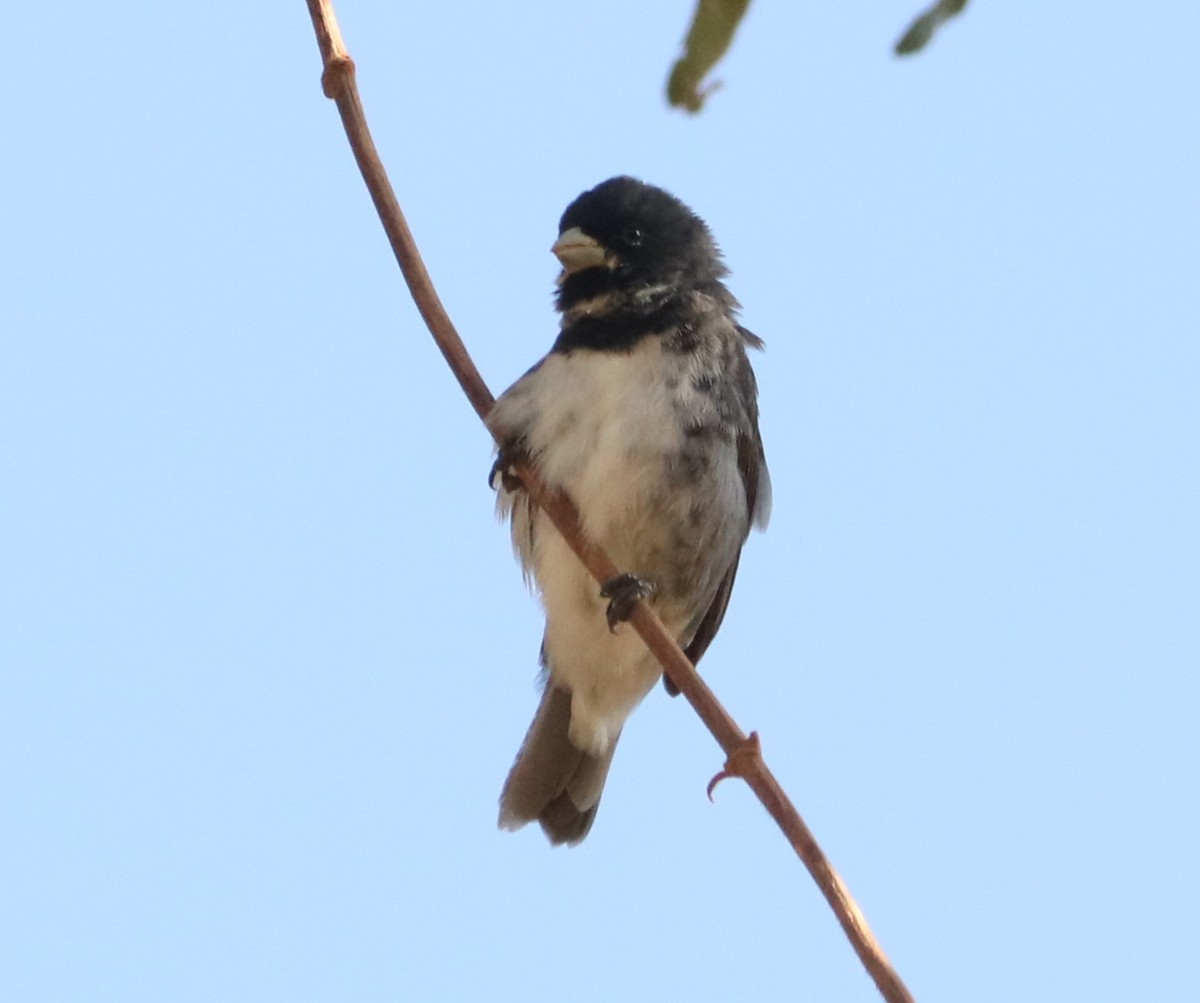 Double-collared Seedeater - ML647014800