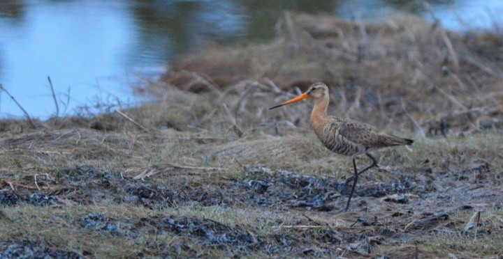 Black-tailed Godwit - ML647014802