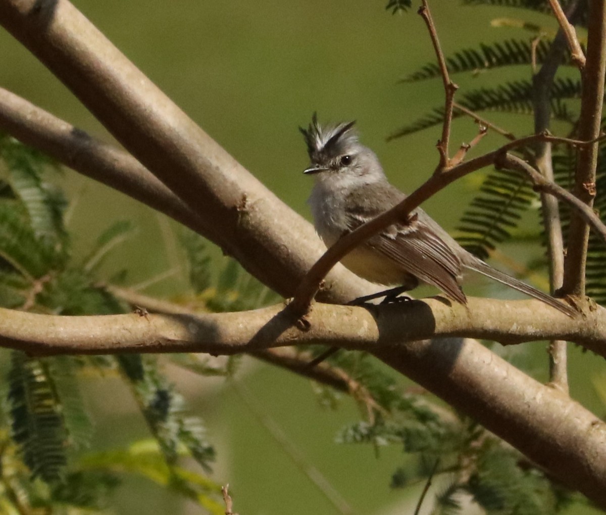 Weißscheitel-Kleintyrann - ML647014805