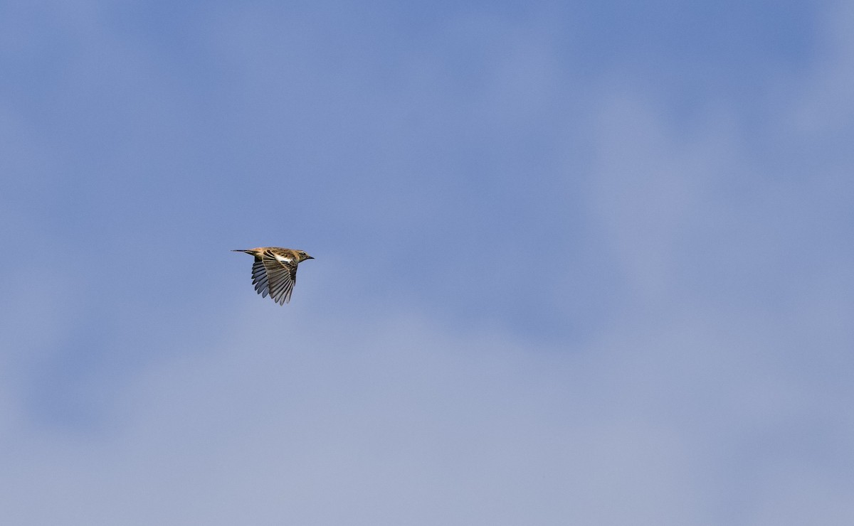 黑喉鴝 - ML647014806