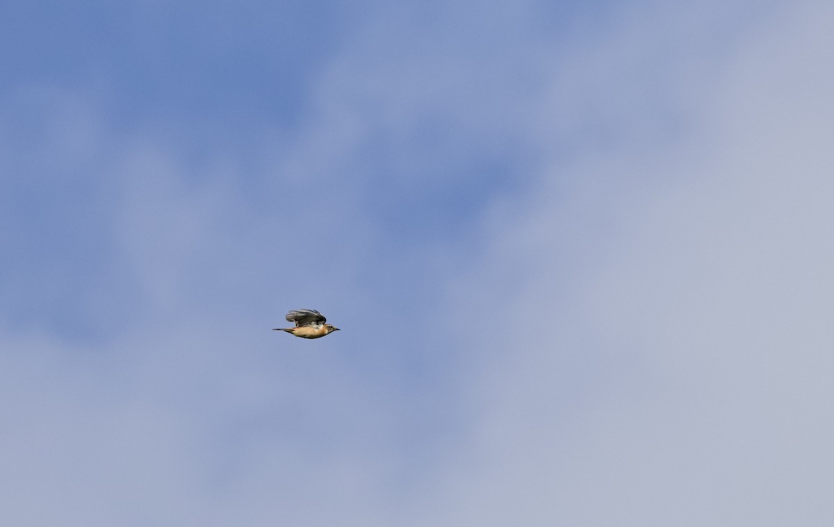 黑喉鴝 - ML647014807