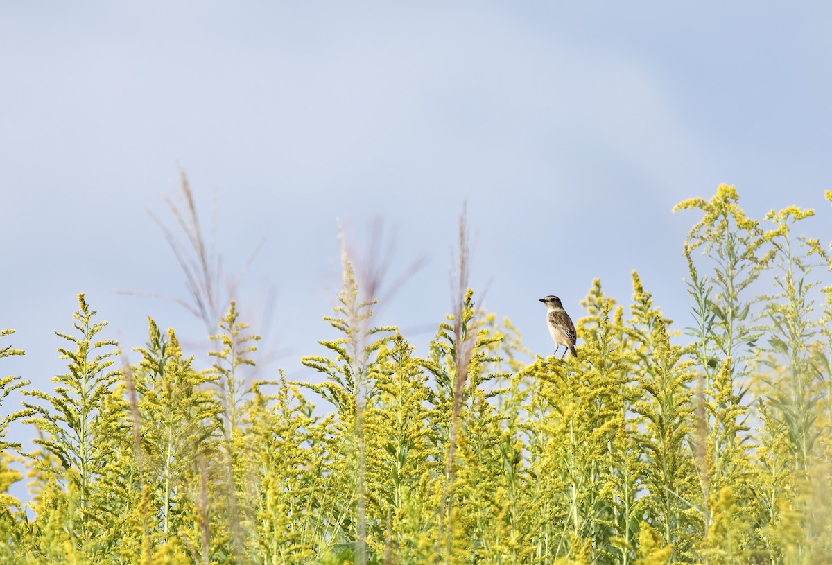 黑喉鴝 - ML647014813