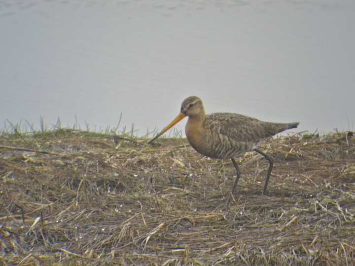 Black-tailed Godwit - ML647014814