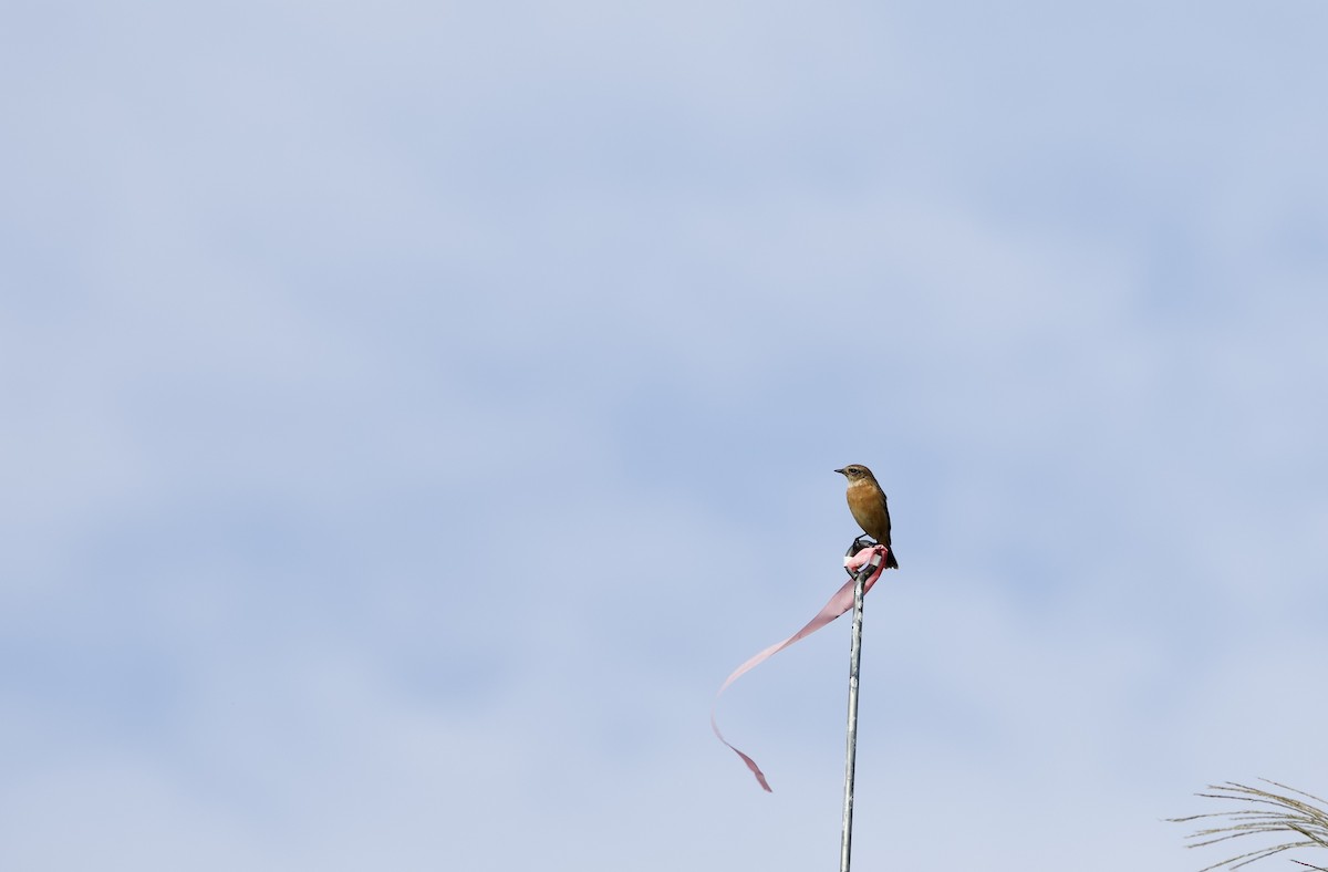 黑喉鴝 - ML647014815