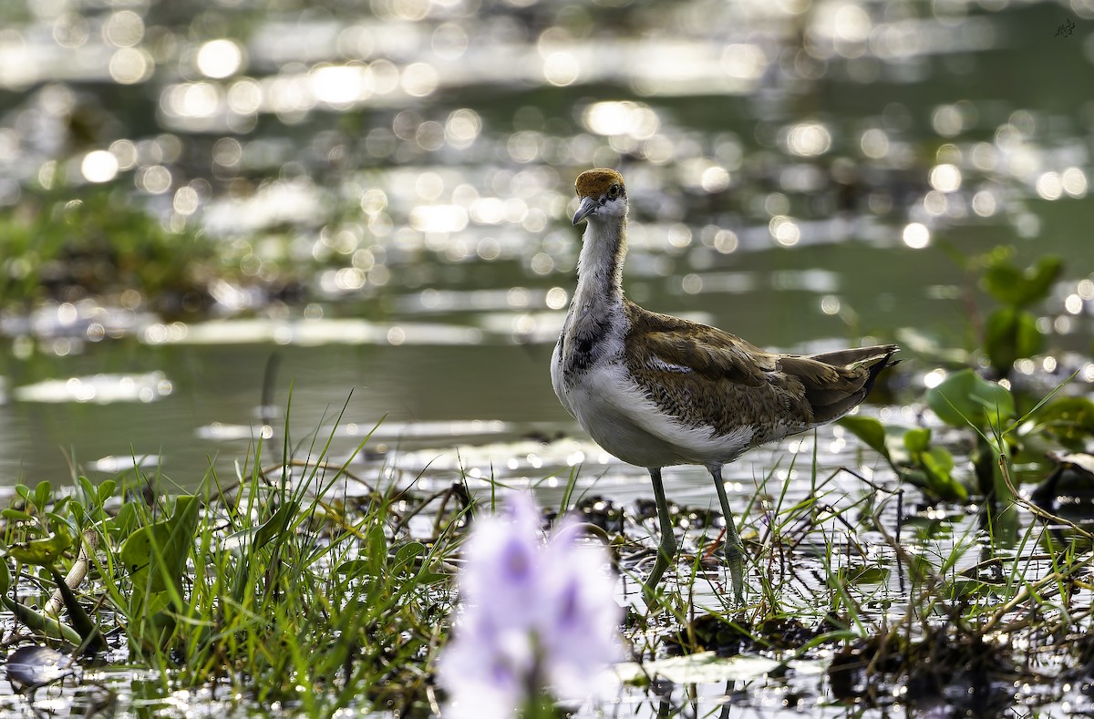 Фазанохвостая якана - ML647014817