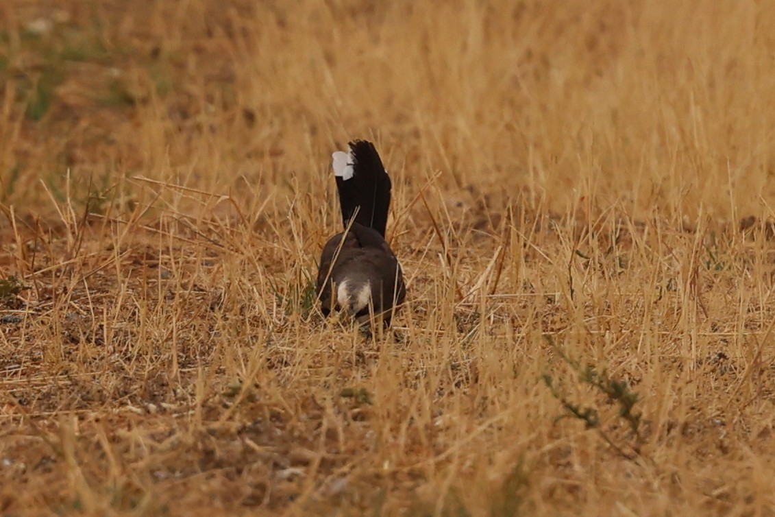 オーストラリアマルハシ - ML647014818