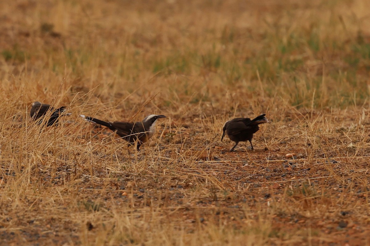 オーストラリアマルハシ - ML647014819