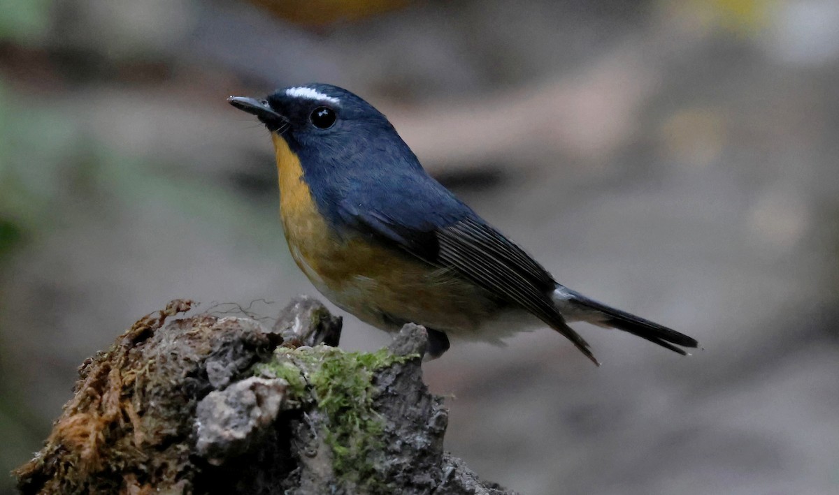 aurorafluesnapper - ML647014828