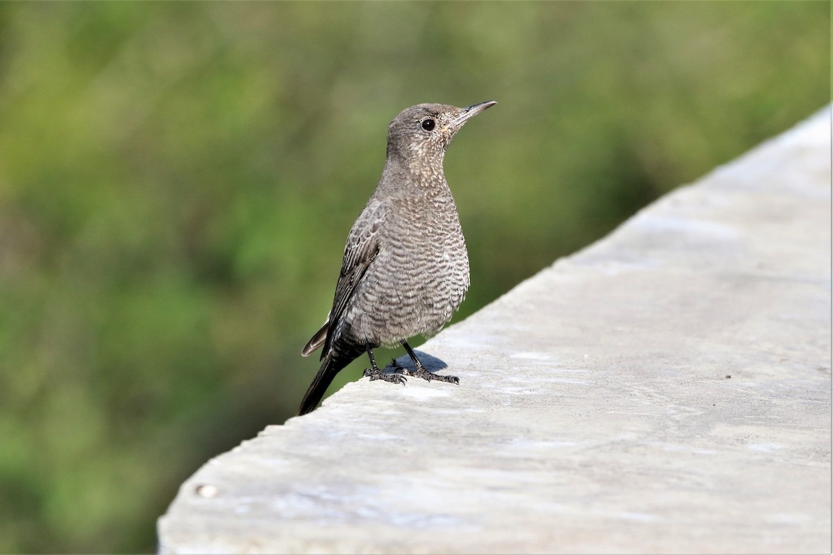 Blue Rock-Thrush - ML647014830