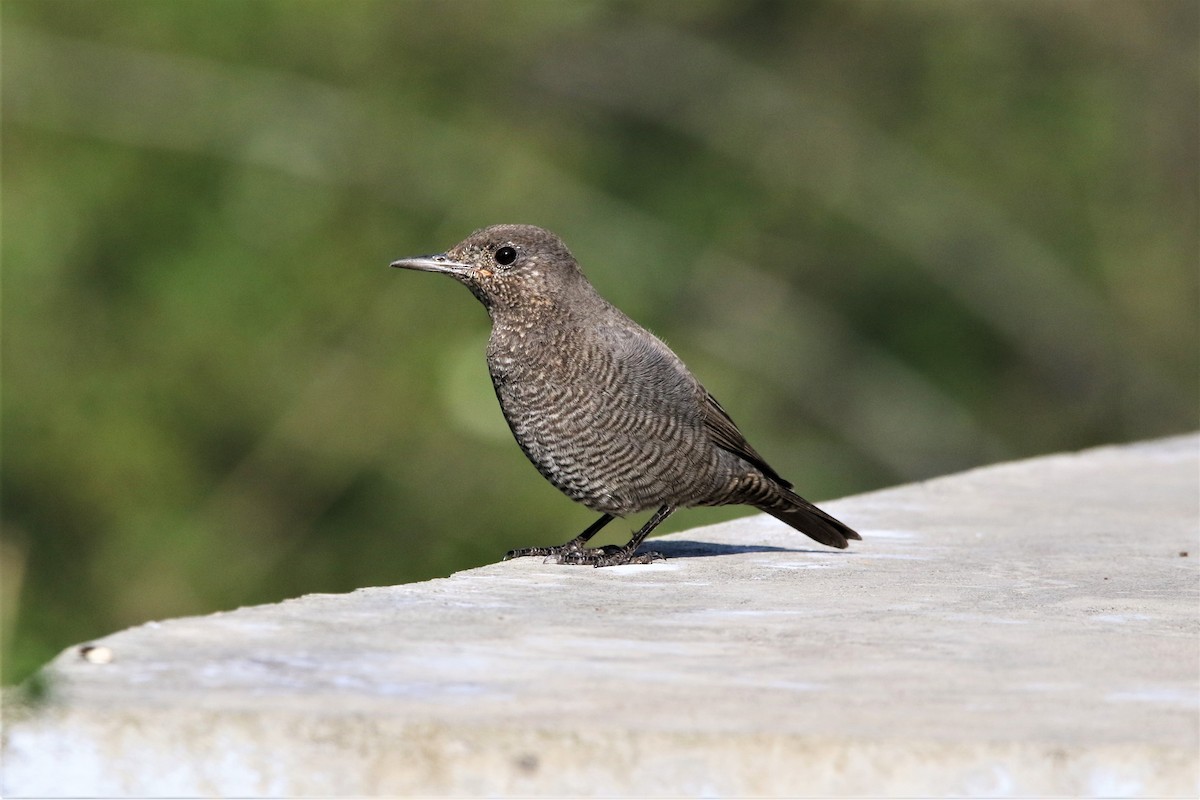 Blue Rock-Thrush - ML647014831