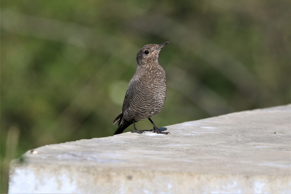 Blue Rock-Thrush - ML647014832