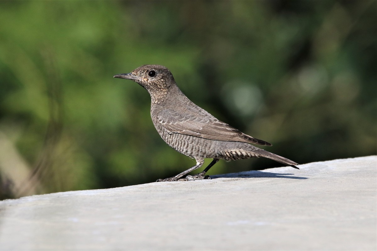 Blue Rock-Thrush - ML647014834
