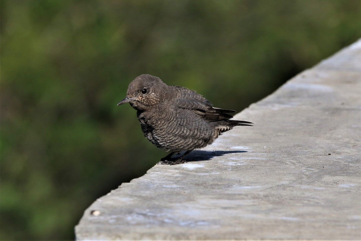 Blue Rock-Thrush - ML647014835