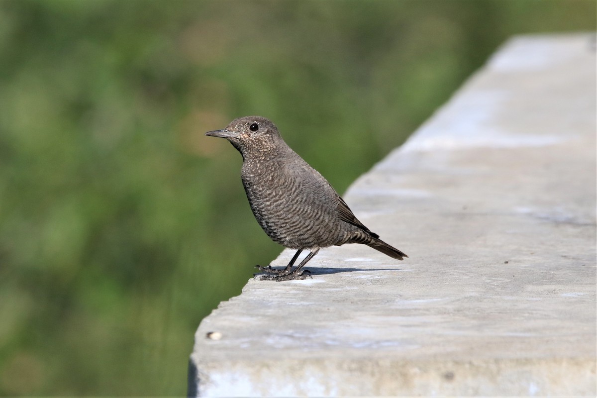 Blue Rock-Thrush - ML647014836