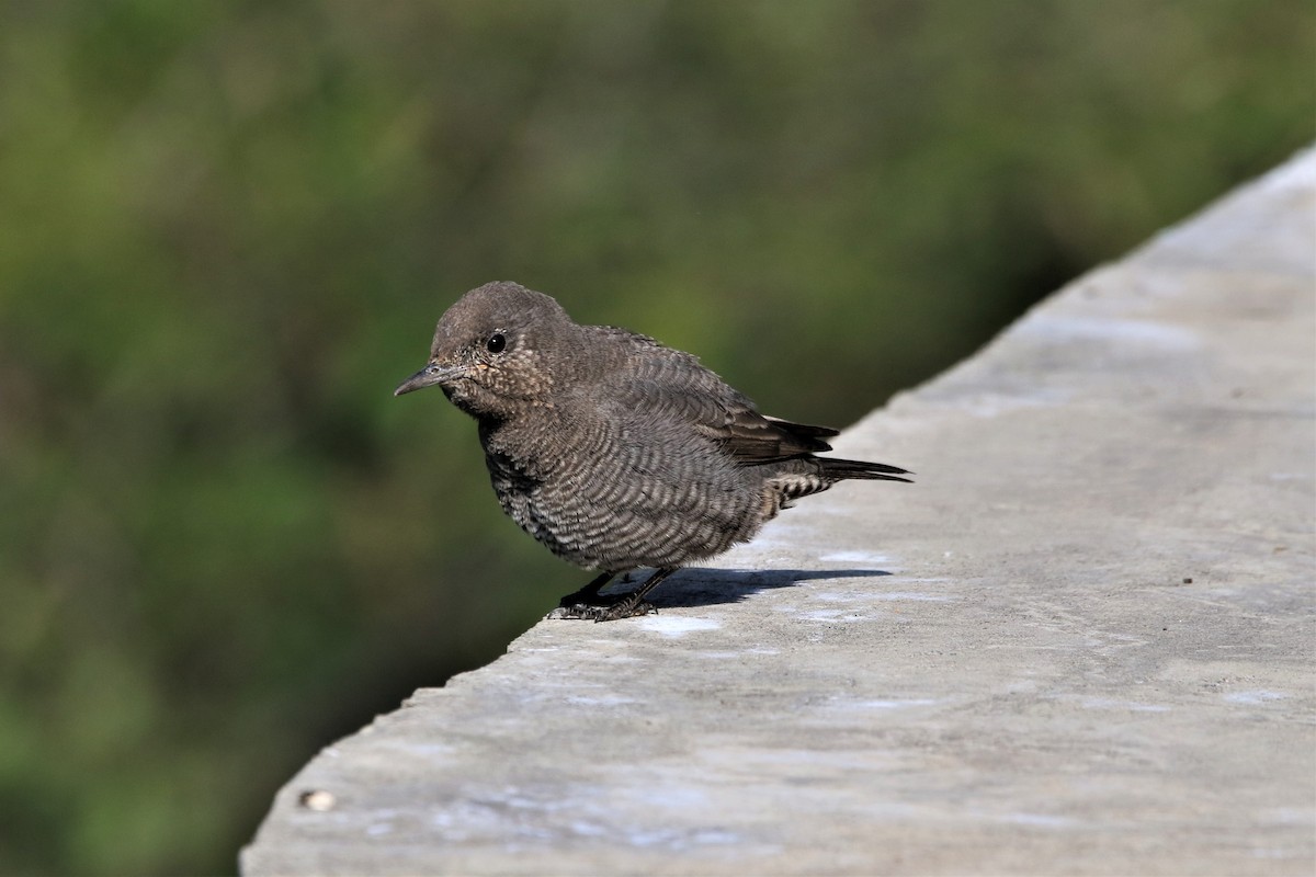 Blue Rock-Thrush - ML647014837