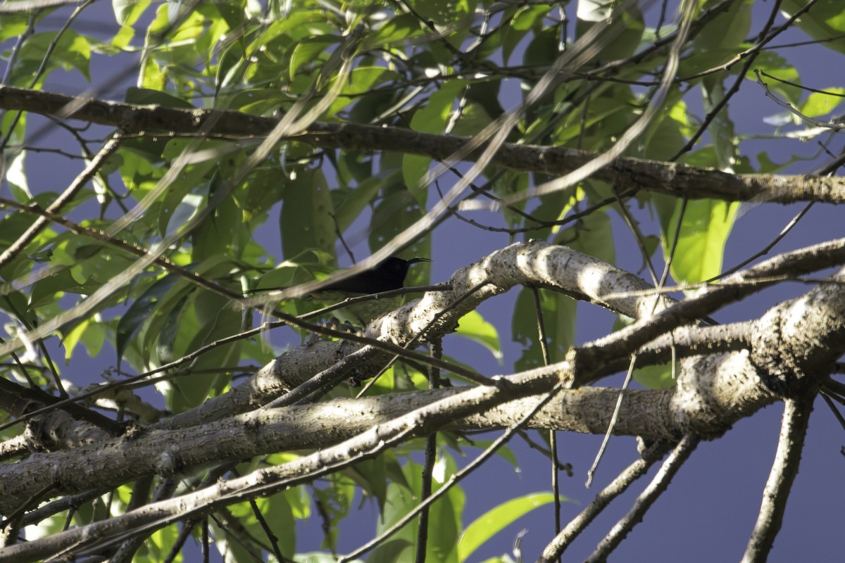 Black-throated Sunbird - ML647014842