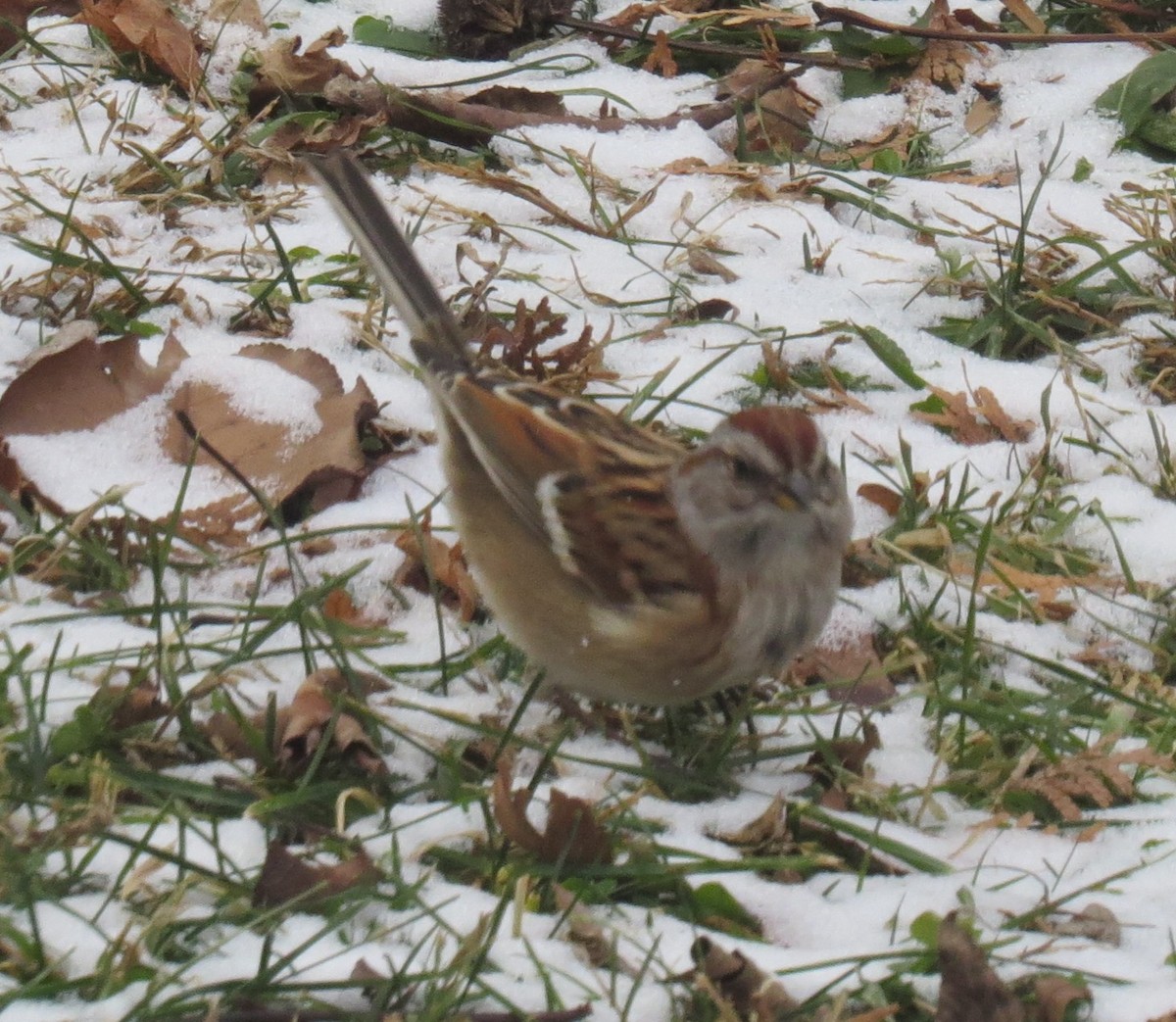 strnádka pokřovní - ML647014843