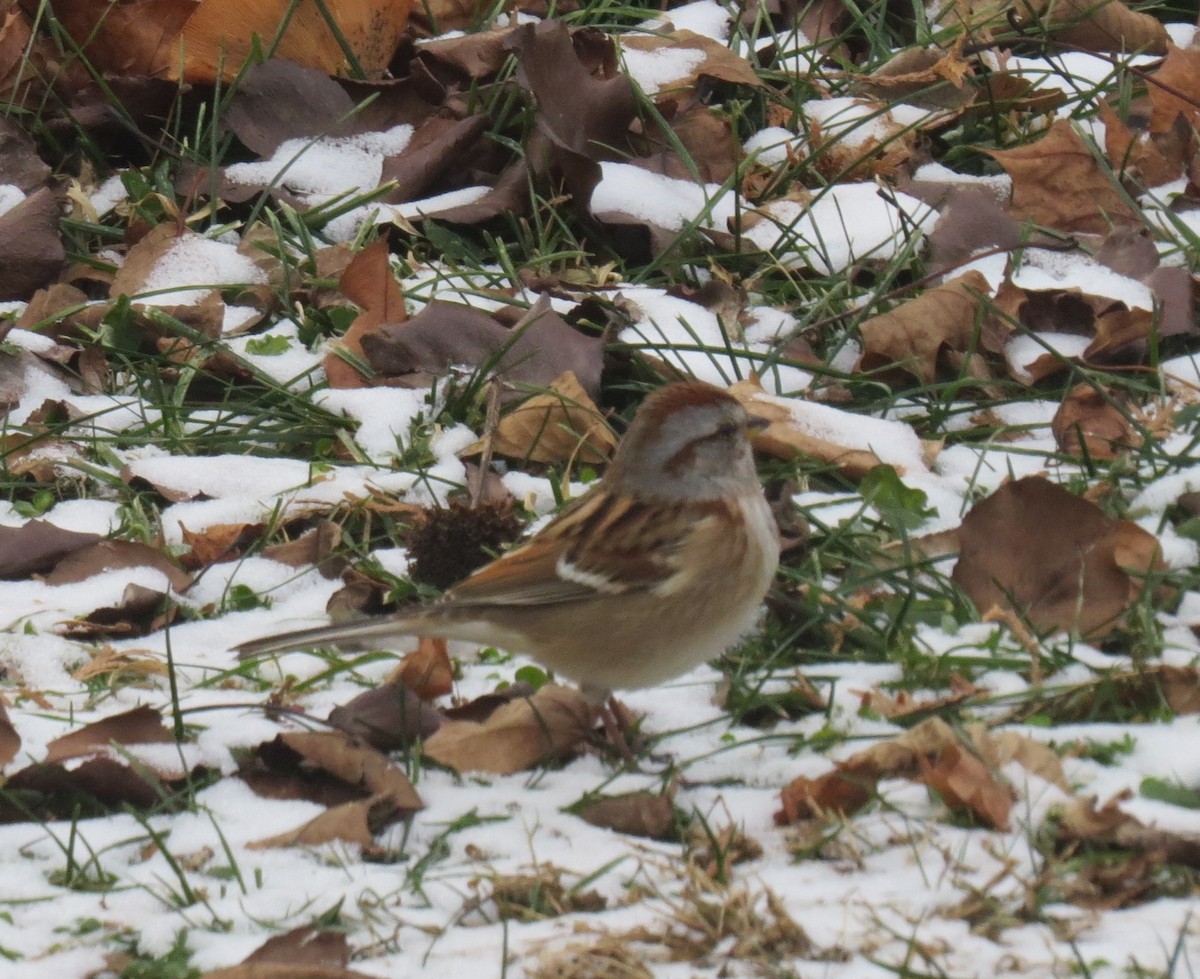 strnádka pokřovní - ML647014844