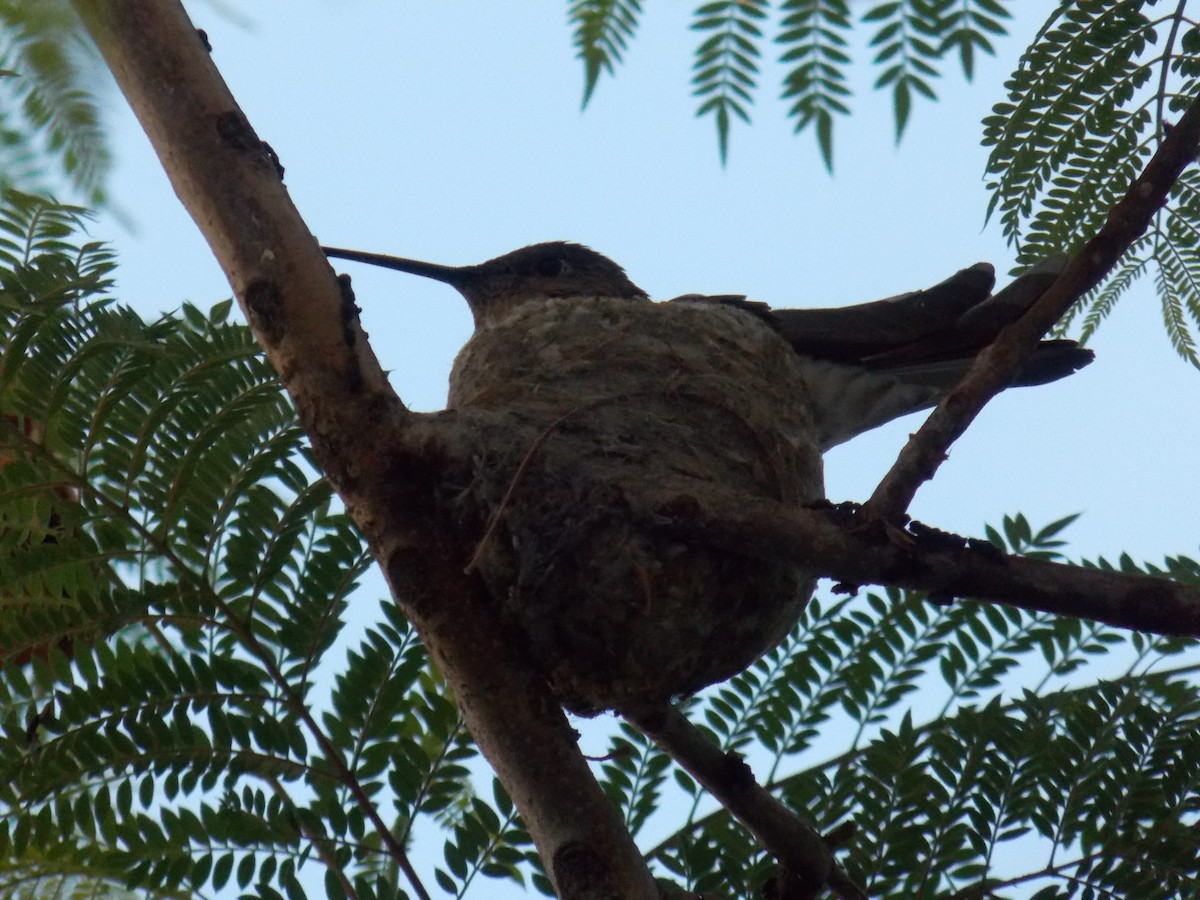 Giant Hummingbird - ML647014884