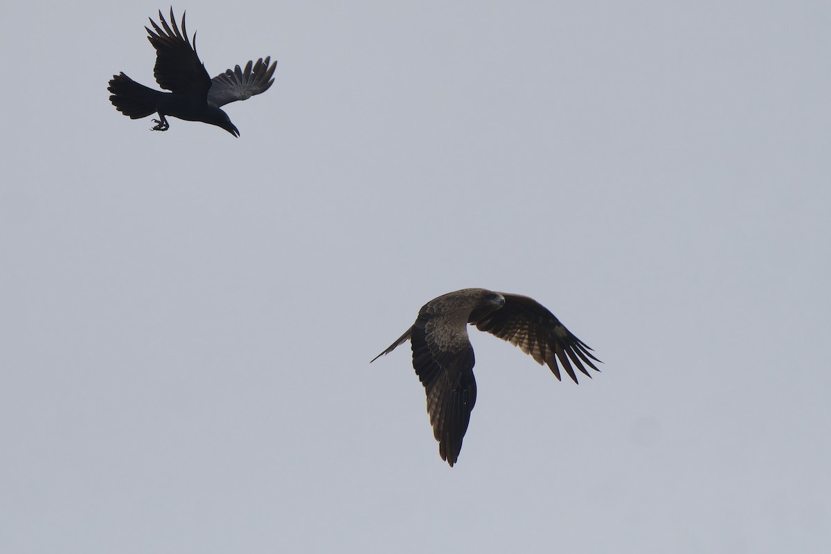 Black Kite (Black-eared) - ML647014885