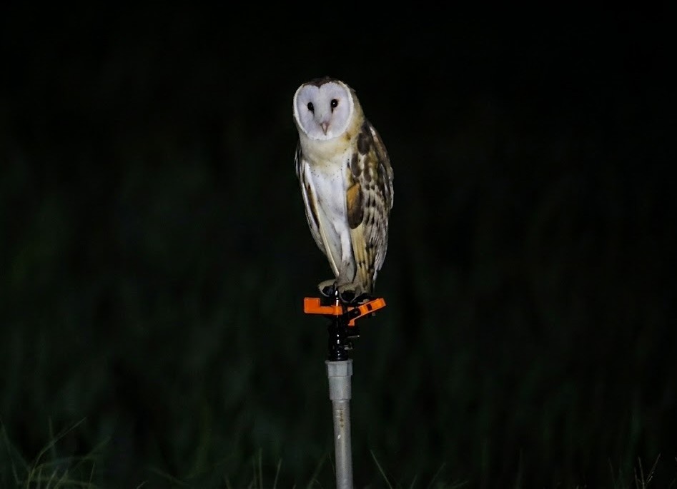 Australasian Grass-Owl - ML647014889