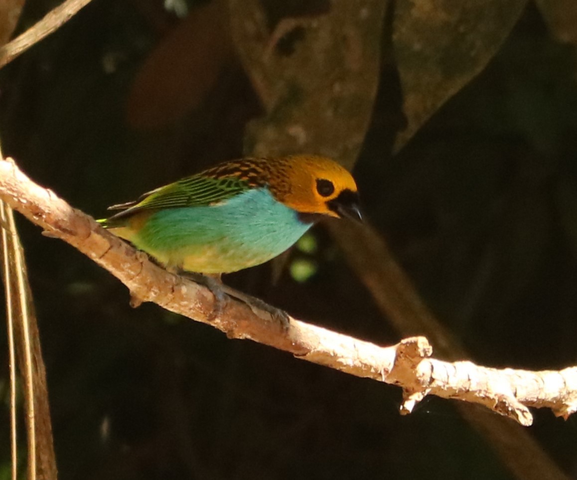 Gilt-edged Tanager - ML647014891