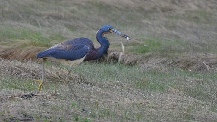 Tricolored Heron - ML647014906