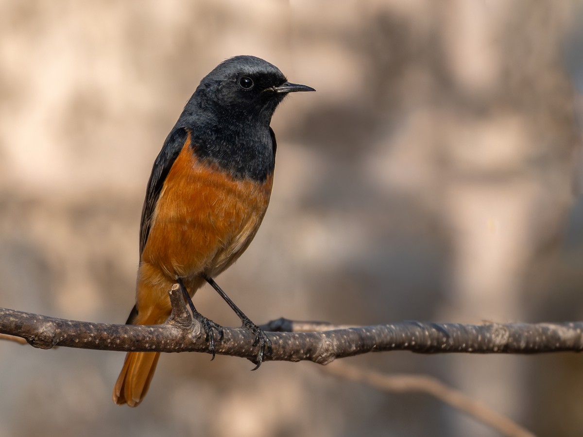 rehek domácí - ML647014912