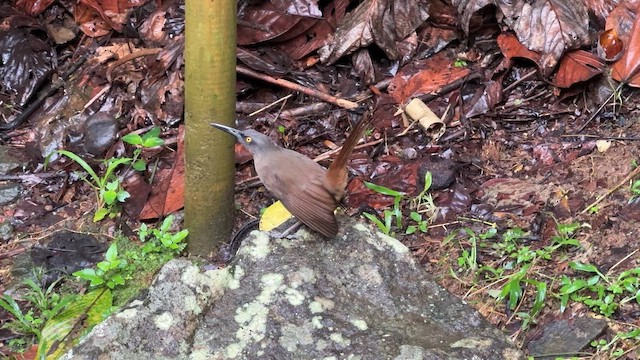 Trembleur brun - ML647014913