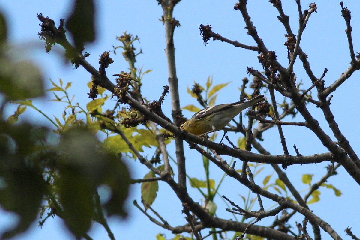 Blackburnian Warbler - ML647014917
