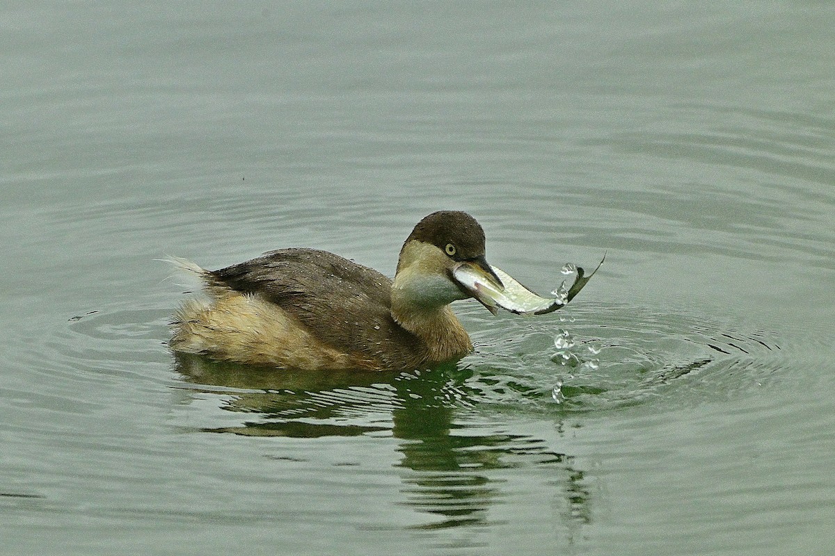Little Grebe - ML647014919