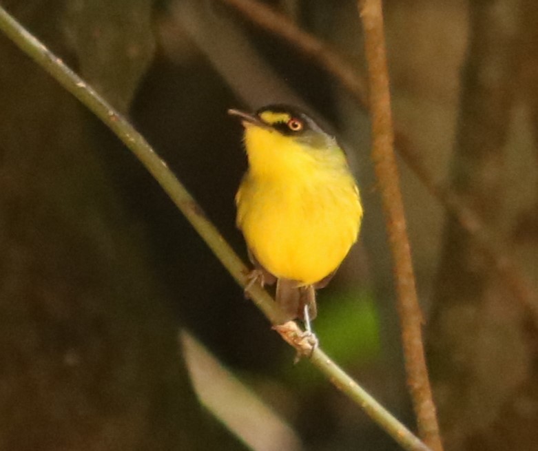 Titirijí Cabecigrís - ML647014922