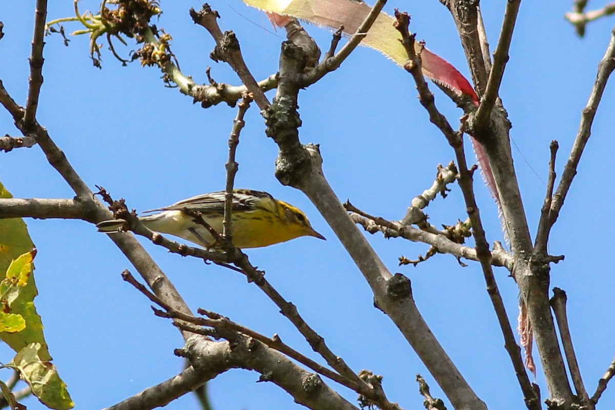 Blackburnian Warbler - ML647014923