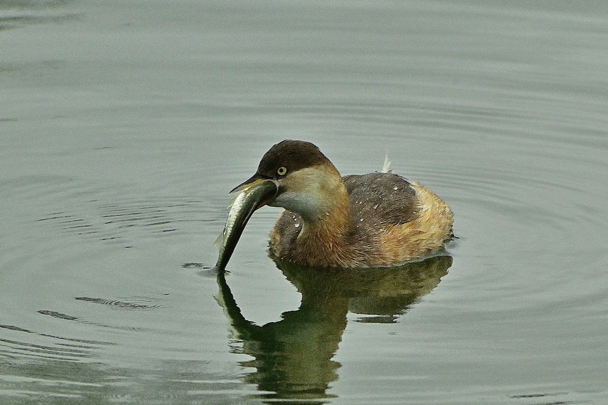 Little Grebe - ML647014927
