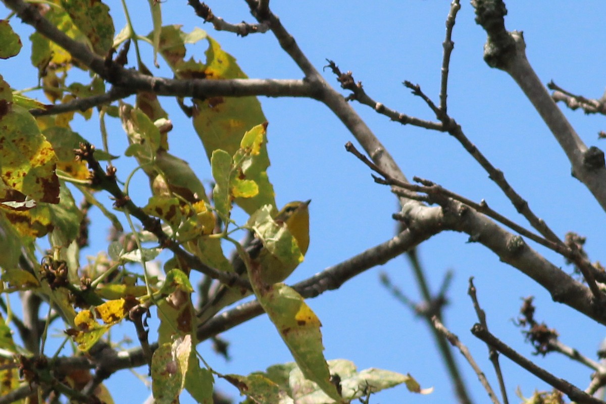 Blackburnian Warbler - ML647014928
